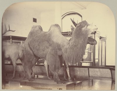 Pl. VIII. Chameau et élan - Victor Prevost, Gaston L. Feuardent and Co., New York