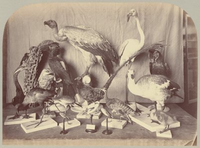 Pl. XIII. Oiseaux - Victor Prevost, Gaston L. Feuardent and Co., New York