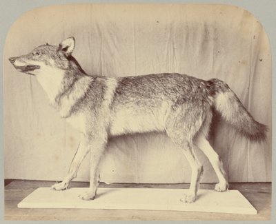 Pl. XII. Loup européen - Victor Prevost, Gaston L. Feuardent and Co., New York