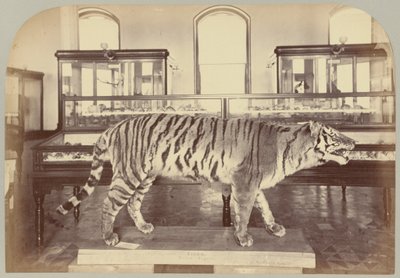 Pl. XI. Tigre du Bengale - Victor Prevost, Gaston L. Feuardent and Co., New York