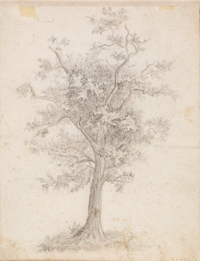 Arbre à feuilles larges - Victoria Åberg