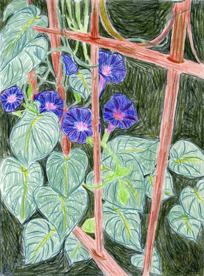 Des ipomées aux couleurs vives - Viktoriia Saunina