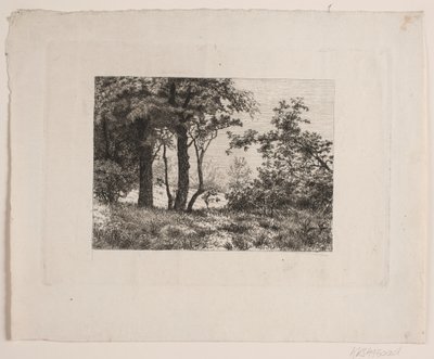 Chênes au bord d