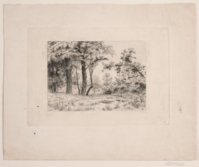 Chênes à la lisière d