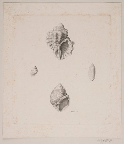 Quatre coquillages - Vilhelm Kyhn