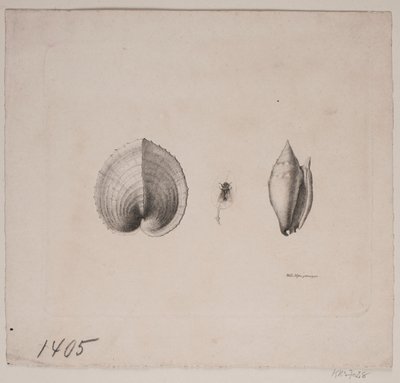 Deux coquillages et une mouche - Vilhelm Kyhn
