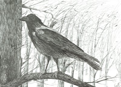 Oiseau - Vincent Alexander Booth