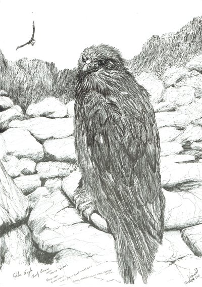 Aigles des Highlands, 2011 - Vincent Alexander Booth