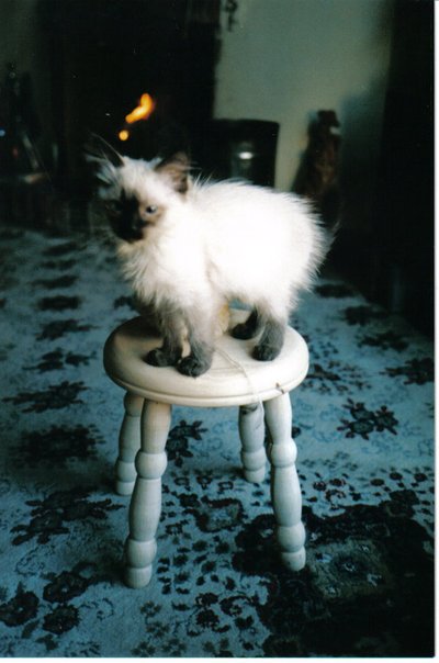 Sœur du chaton de glace, 2006 - Vincent Alexander Booth