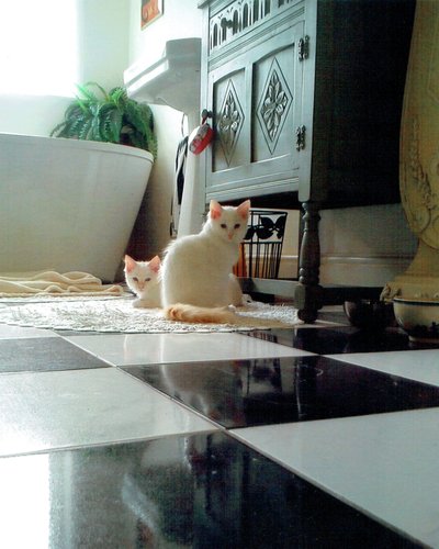 Chats mignons - Vincent Alexander Booth