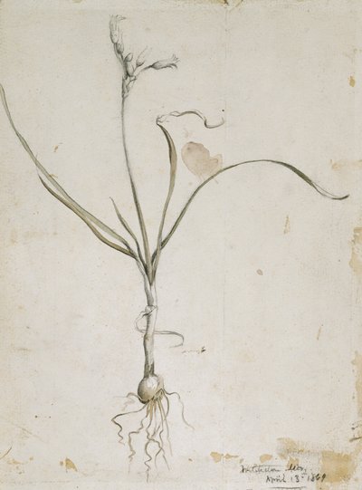 Fleur et bulbe, montagnes Wichita, 13 avril 1869, 1869 - Vincent Colyer