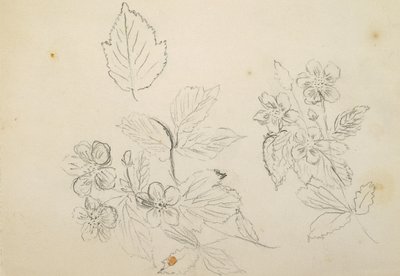 Étude de fleurs, 1869-1871 - Vincent Colyer
