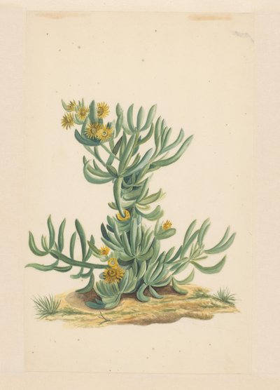 Plante de glace - Vincent Jansz. van der Vinne (attributed to)