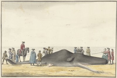 Cachalot échoué sur la plage entre Zandvoort et Wijk aan Zee, vu de face, 20 février 1762 - Vincent Jansz. van der Vinne