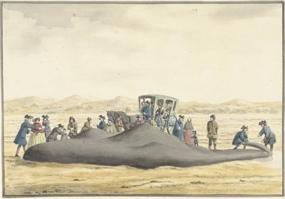 Cachalot échoué sur la plage entre Zandvoort et Wijk aan Zee, 20 février 1762, vu de dos - Vincent Jansz. van der Vinne