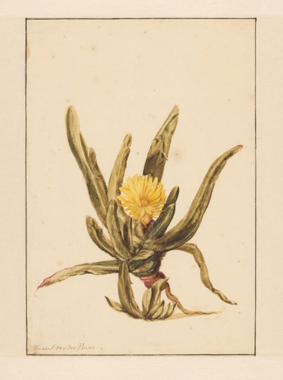 Ficoïde glaciale avec fleurs jaunes - Vincent Jansz. van der Vinne