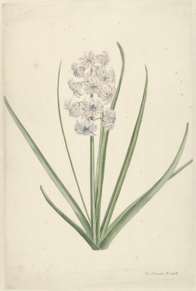 Jacinthe blanc-bleu clair - Vincent Jansz. van der Vinne