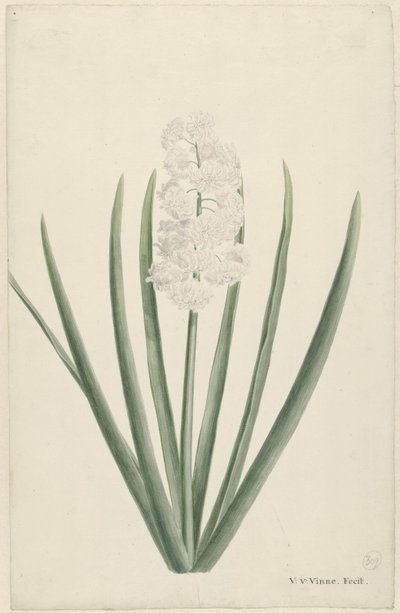 Jacinthe blanche - Vincent Jansz. van der Vinne