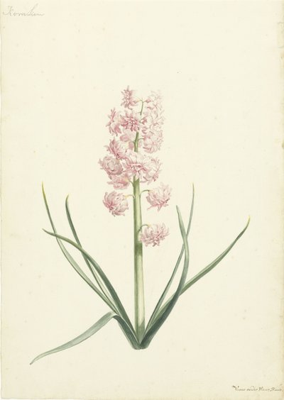 Hyacinthe Coralienne - Vincent Laurensz. van der Vinne (II)
