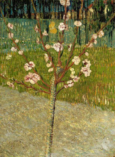 Amandier en fleurs, 1888 - Vincent van Gogh
