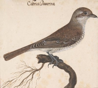 Castrica Passerina - Vincenzo Leonardi