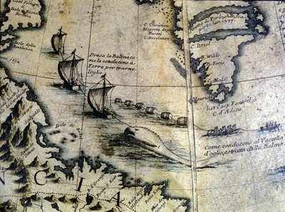 Chasse à la baleine : la baleine est amenée à terre pour extraire l