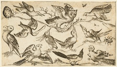 Onze oiseaux et deux insectes sur un sol minimal avec une chouette aux ailes déployées, 1572 - Virgil Solis