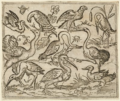 Autruche à gauche avec neuf autres oiseaux, dont un héron et un pélican..., 1557 - Virgil Solis