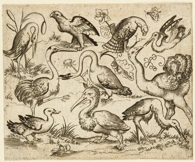Autruche à gauche avec neuf autres oiseaux, y compris un héron et un pélican - Virgil Solis