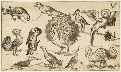 Paon entouré de neuf autres oiseaux, dont une dinde, et un papillon - Virgil Solis