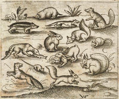 Groupe de petits animaux de la forêt autour d