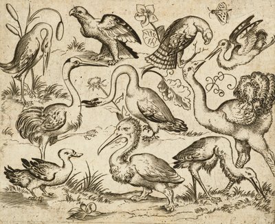 Autruche et neuf autres oiseaux, y compris un héron et un pélican, de Douce Ornament Prints Album I - Virgilius the elder (after) Solis