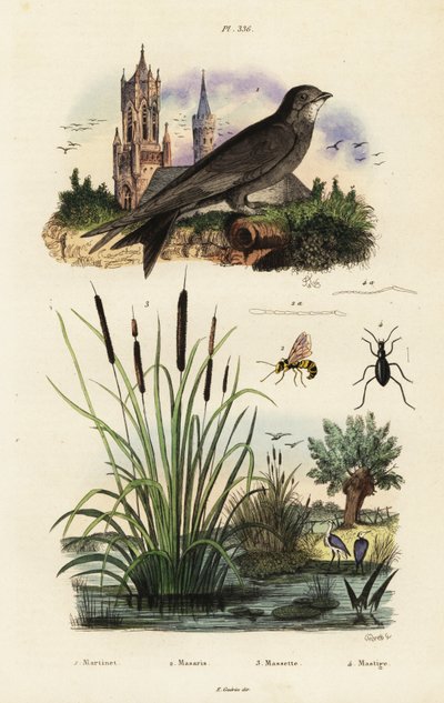 Martinet alpin, massette, coléoptère et guêpe, 1834-1839 (gravure) - Vittore Pedretti