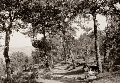 Promenade dans la forêt (photo n/b) - Vittorio Alinari