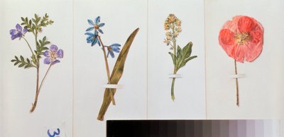 Quatre feuilles de papier à lettre (fleurs des champs) - Vladimir Pavlovich Sokolov