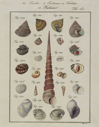 Coquillages : Trochi, Turbines, Neritae Helices, du Neues Systematisches Conchylien-Cabinet, 1784 - Vogel
