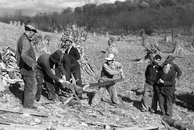 Ouvriers agricoles dans un champ de maïs sciant une bûche pour faire du bois de chauffage en utilisant une scie à tronçonner opérée par deux hommes - Volkmar Wentzel