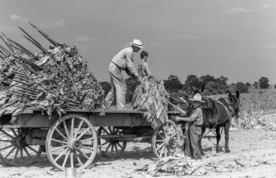 Homme et garçons chargeant des feuilles de tabac fraîchement récoltées sur un chariot dans une ferme - Volkmar Wentzel