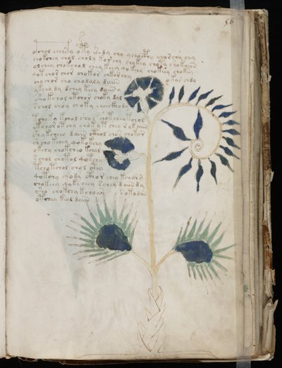Cette page du manuscrit Voynich pourrait montrer l