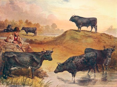 Bétail de Kerry, c. 1903-1910 - WA Woods