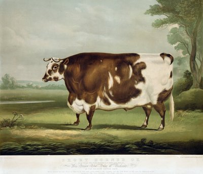 Un bœuf à cornes courtes, gravé par John Day, 1856 - W.H. Davis