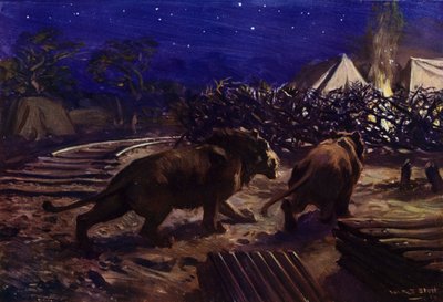 Lions rôdant autour d