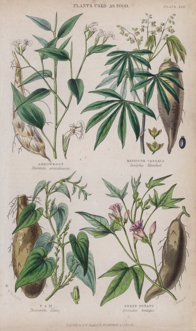 Arrow-root; Manioc ou Cassave; Igname; Patate douce - W. Fitch