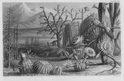 Cactus - W. Fitch