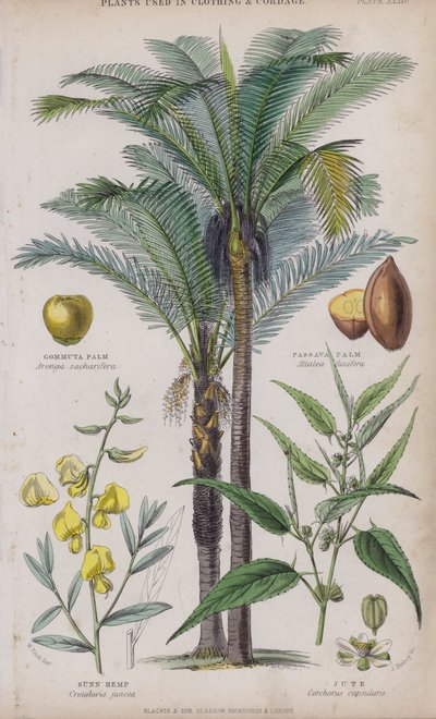 Palmier Gommuta; Palmier Passava; Chanvre Sunn; Jute - W. Fitch
