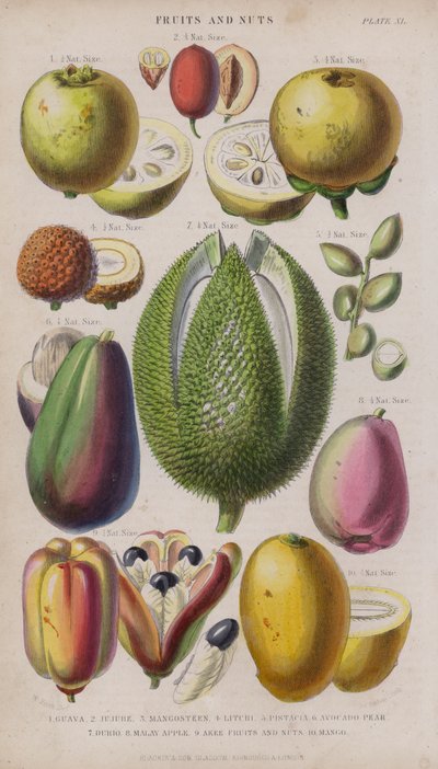 Goyave; Jujube; Mangoustan; Litchi; Pistacia; Avocat; Durio; Pomme de Malaisie; Akee Fruits et noix; Mangue - W. Fitch