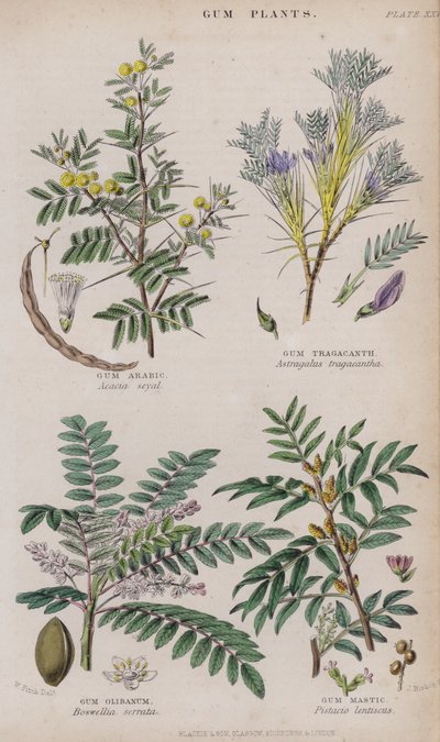 Gomme arabique; Gomme adragante; Gomme oliban; Gomme mastic - W. Fitch