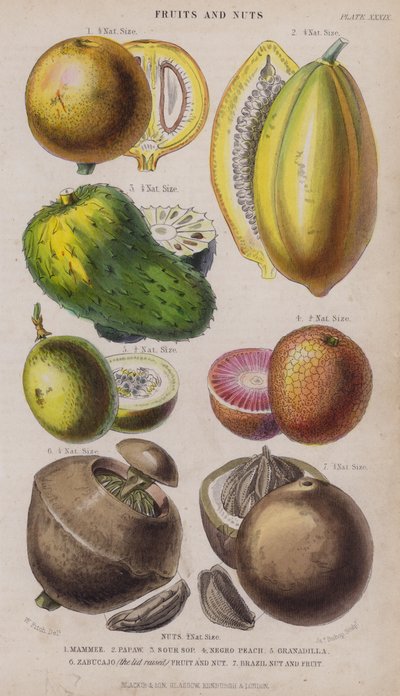 Mammee; Papaye; Corossol; Pêche noire; Grenadille; Zabucajo (couvercle levé) Fruit et noix; Noix du Brésil et fruit - W. Fitch