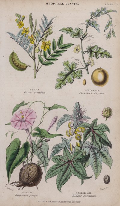 Séné; Coloquinte; Jalap; Huile de ricin - W. Fitch