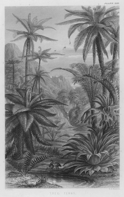 Fougères arborescentes - W. Fitch